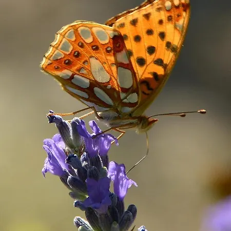 Costa Piccola With Private Pool In Umbria *